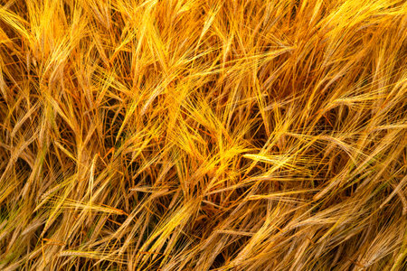 The texture of a yellow cereal field in close-up. Background of golden wheat ears in full frame.の写真素材