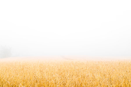 A cereal wheat field in the early morning in a dense fog. Rural Dew Landscape.の写真素材