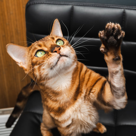 A playful Bengal cat pulls a paw while sitting on a black leather chair. Funny pet.の写真素材