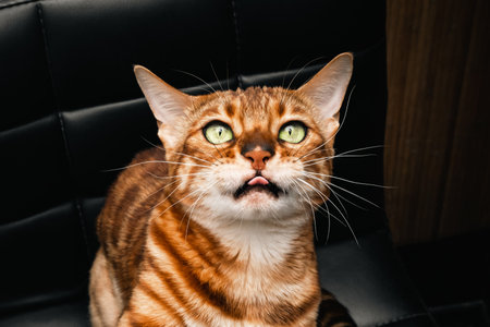 A playful Bengal cat pulls a paw while sitting on a black leather chair. Funny pet.の写真素材