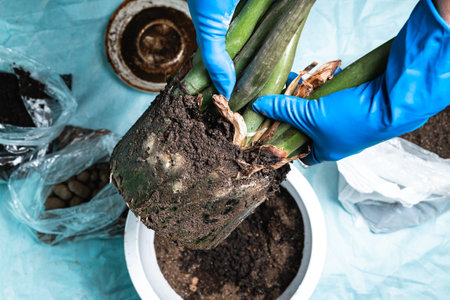 A woman in blue gloves transplants a flower from an old small pot into a new larger one. The concept of a domestic hobby.の写真素材