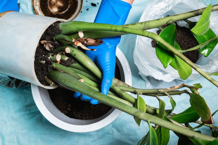 A woman in blue gloves transplants a flower from an old small pot into a new larger one. The concept of a domestic hobby.の写真素材