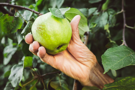 An elderly woman is harvesting green apples in the garden. Hand with fruit close-up. The concept of fertility.の写真素材