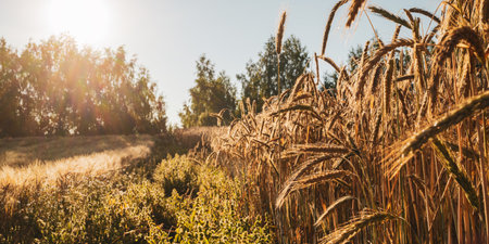 A yellow and ripe wheat field in the sunny morning rays. The concept of harvesting.の写真素材