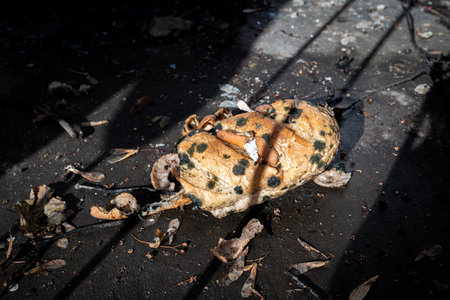 Wheat bread with mold is lying on the asphalt in the city. Organic spoiled garbage. The concept of street pollution.の写真素材
