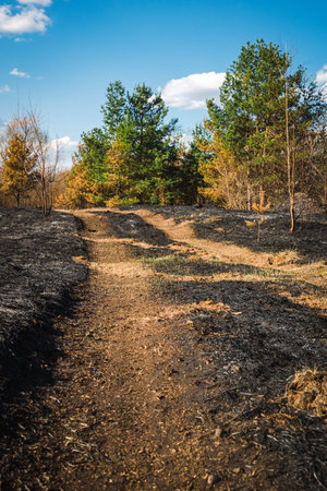 The consequences of a forest fire due to record heat. Ashes and burnt grass on the field. The concept of careless handling of fire.の写真素材