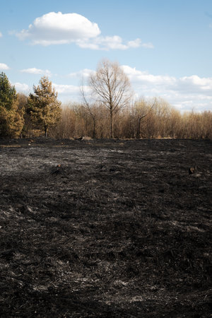 The consequences of a forest fire due to record heat. Ashes and burnt grass on the field. The concept of careless handling of fire.の写真素材