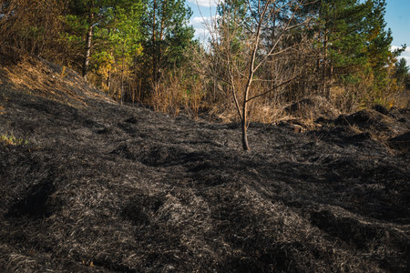 The consequences of a forest fire due to record heat. Ashes and burnt grass on the field. The concept of careless handling of fire.の写真素材