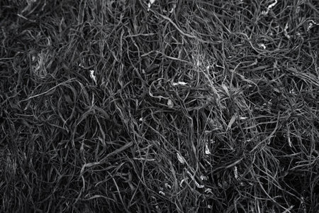 Texture or background burnt black grass with ash close-up in full frame.の写真素材
