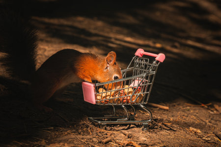Red squirrel eats nuts from a shopping cart in the woods.の写真素材