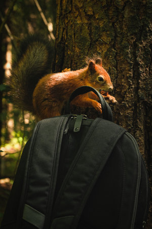 Red squirrel steals nuts from an open black backpack in the woods. animal criminal.の写真素材