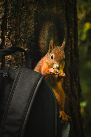Red squirrel steals nuts from an open black backpack in the woods. animal criminal.