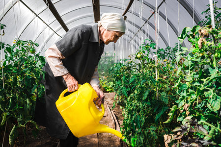 An elderly woman is watering tomatoes in a greenhouse from a yellow watering can. An 80-year-old woman is engaged in growing vegetables in the garden. The concept of a hobby in retirement.の写真素材