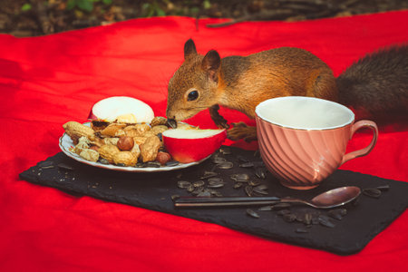 Red squirrel eats from a plate at a picnic in the park.の写真素材