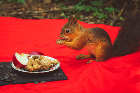 Red squirrel eats from a plate at a picnic in the park.の写真素材