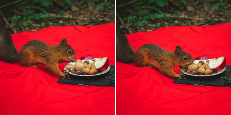 Two red squirrels eats from a plate at a picnic in the park.の写真素材