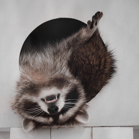 The raccoon is sleeping lying on its back falling out of the hole at home.の写真素材