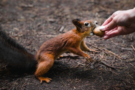 Feeding a squirrel with a human hand in the forest close up.の写真素材