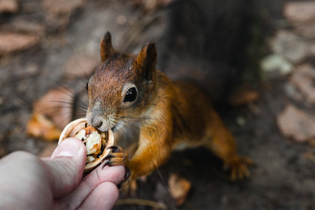Feeding a squirrel with a human hand in the forest close up.の写真素材
