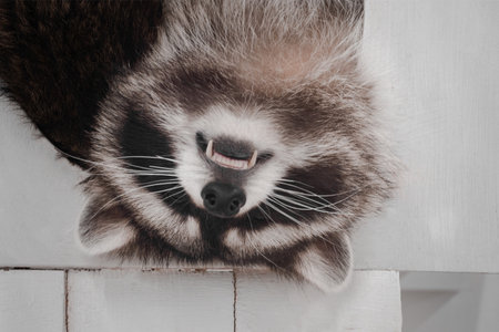 The raccoon is sleeping lying on its back falling out of the hole at home.の写真素材