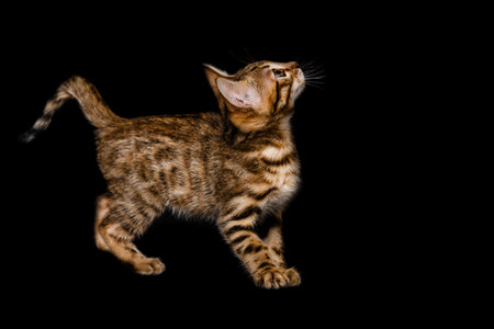Two month old Bengal kitten on a black background. Fuzzy effect bengal cat.の写真素材