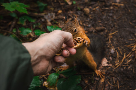 Feeding a squirrel with a human hand in the forest close up.の写真素材