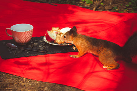 Red squirrel eats from a plate at a picnic in the park.の写真素材
