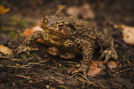 Huge brown toad is disguised on the ground in closeup.の写真素材