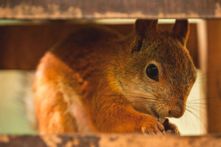 Red squirrel is sitting in a bird feeder, a close up photo.の写真素材