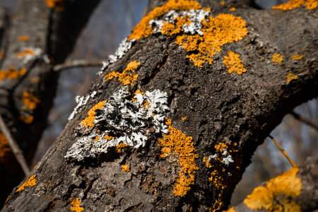 Lichen is yellow or orange in color on the branches of a tree in close up.