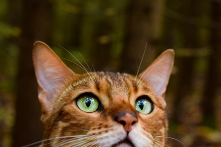 Bengal cat exploring autumn forest on a leash, surrounded by colorful leaves and nature.の写真素材