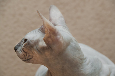 Portrait hairless Sphynx cat with wrinkled skin, large ears, and striking eyes.の写真素材