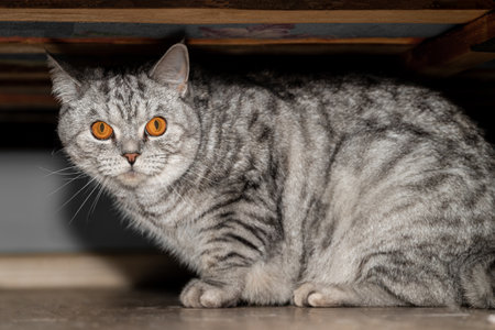 A scared gray cat is hiding under the bed.の写真素材