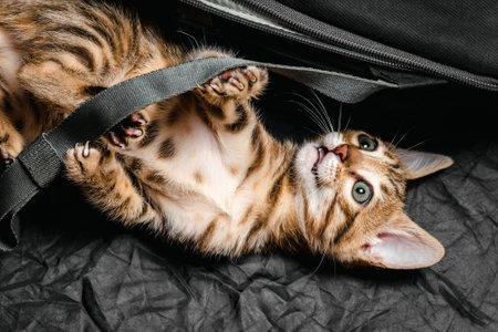 Playful bengal kitten biting a bag strap indoors, cute curious cat with gray fur and whiskers.の写真素材