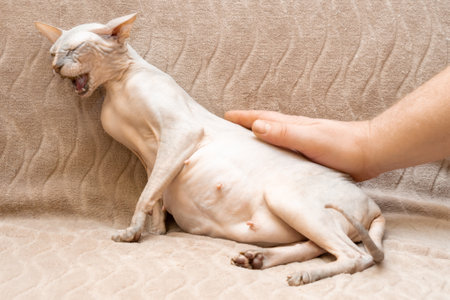 Owner touches the sphinx cat with his hand.の写真素材