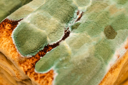 Moldy chocolate cake with green and white fungus, spoiled dessert, food decay, expired and inedible.の写真素材