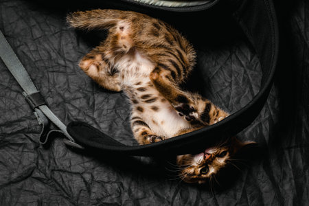 Playful bengal kitten biting a bag strap indoors, cute curious cat with gray fur and whiskers.の写真素材