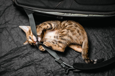 Playful bengal kitten biting a bag strap indoors, cute curious cat with gray fur and whiskers.の写真素材