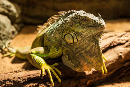 Igyan reptile portrait in Praha Zooの写真素材