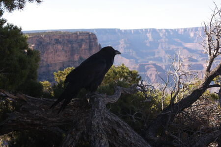 Black raven is sitting on the rod of the old tree in the Grand Canyon National Parkの写真素材