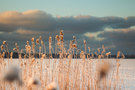 Blurred background of the reed in sunset lightの写真素材