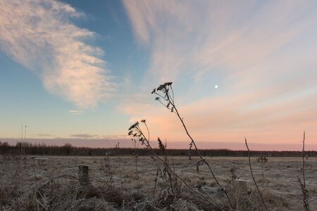 Rural russian landscape. Beautiful winter pink sunset over snowy fieldの写真素材