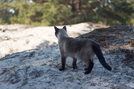 Beautiful brown siamese cat walking on the beach