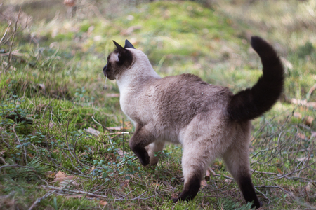 Siamese female cat walking in green parkの写真素材