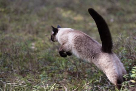 Beautiful brown siamese cat jumping in the forestの写真素材