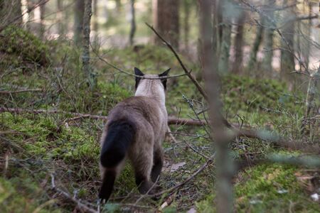 Beautiful siamese cat walking in green forestの写真素材
