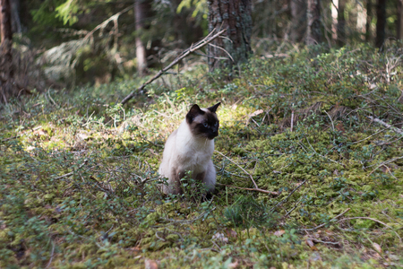 Beautiful Female Siamese cat sitting in green forest.の写真素材