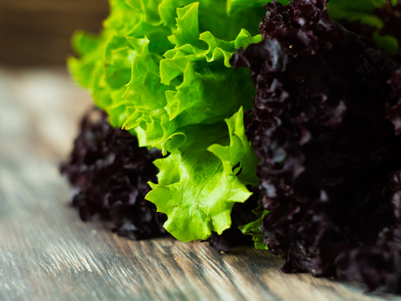 The fresh and organic leaf of salad close upの写真素材