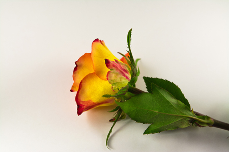 Beautiful Reddish yellow rose isolated on white.の写真素材