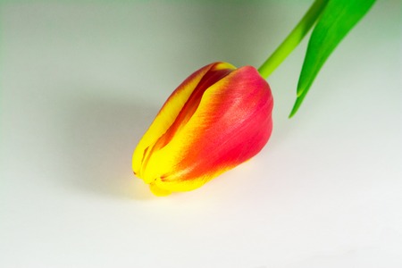 red tulip flower head isolated on white backgroundの写真素材